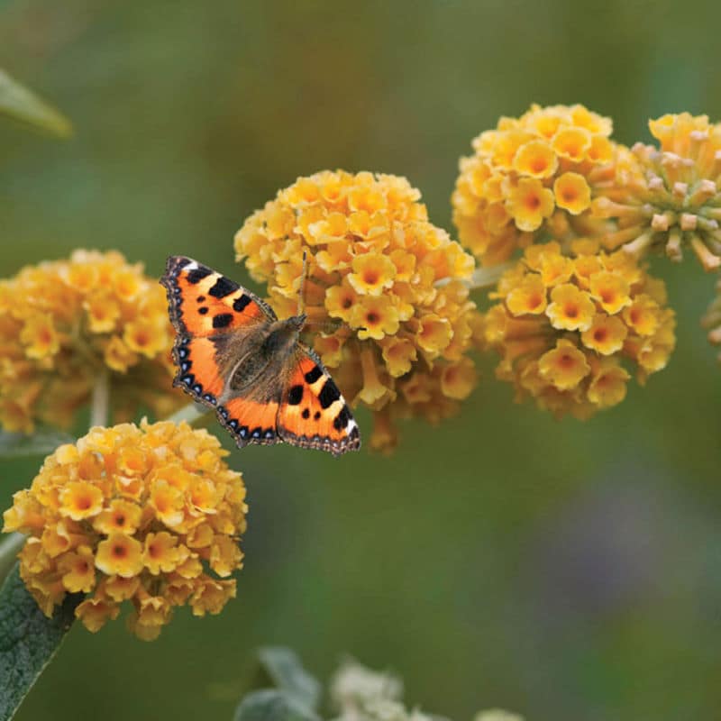 Buddleja globosa - yellow ball Buddleia