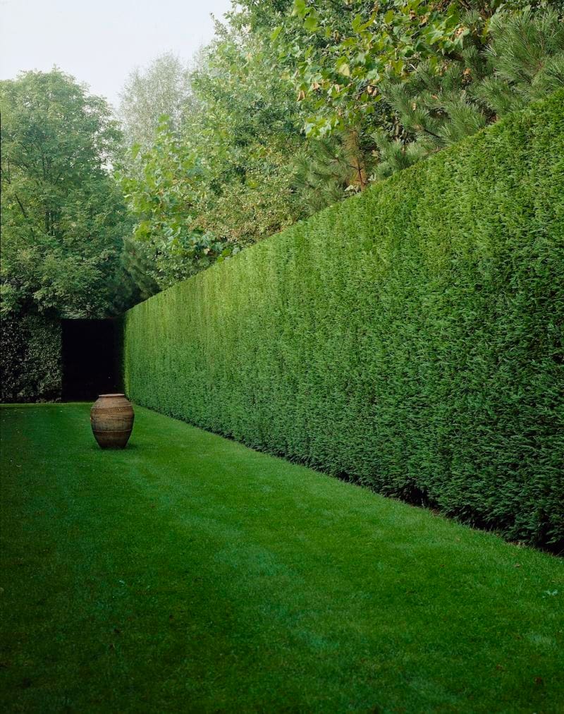 Cupressocyparis leylandii