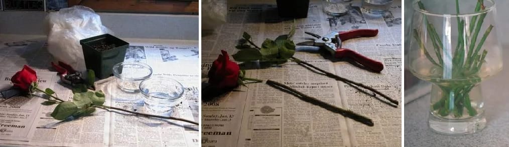 Правильное черенкование розы из букета в домашних условиях