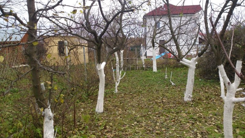 obrezka-plodovyh-derevev-v-ramenskom