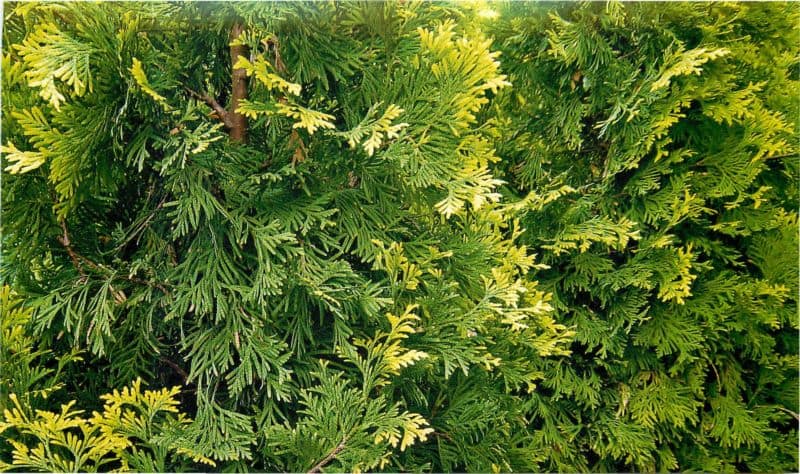 tuya-zapadnaya-douglasii-pyramidalis