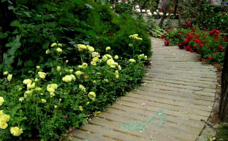 floribunda