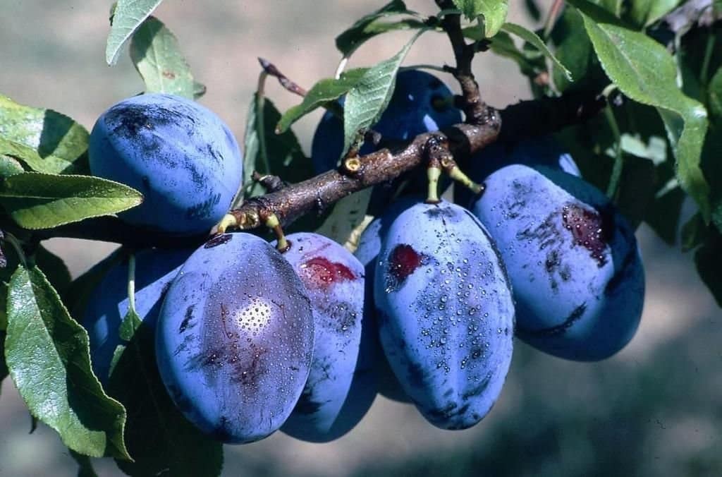 Лучшие сорта сливы для Подмосковья