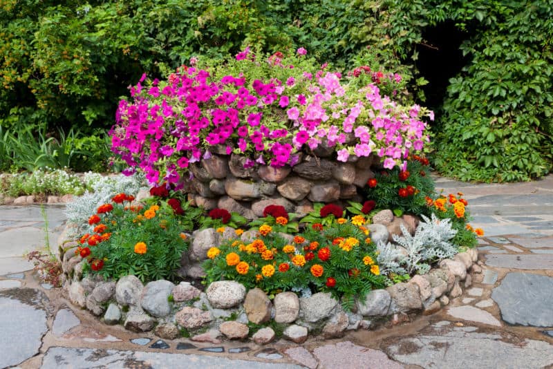 flower bed with petunia and marigold. Landscape design