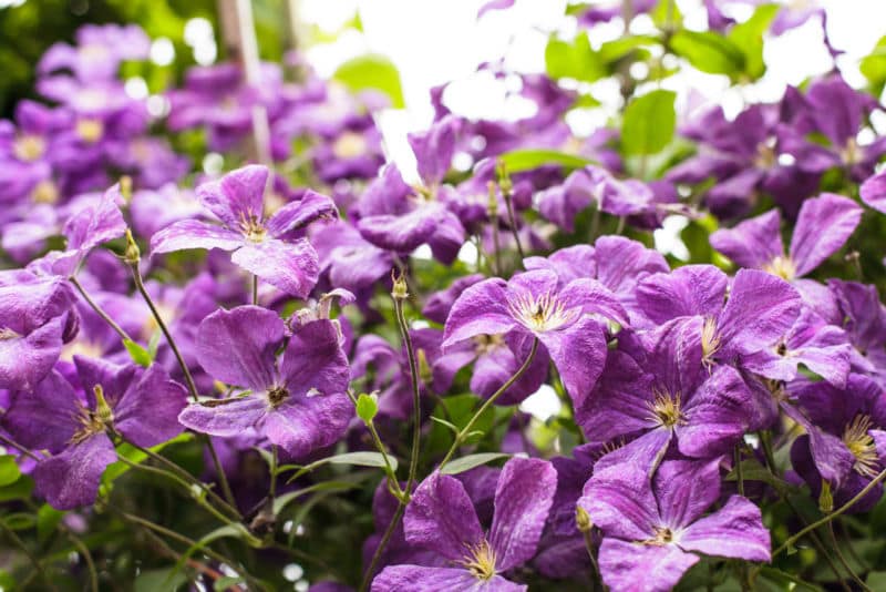 clematis