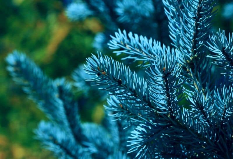 tree1