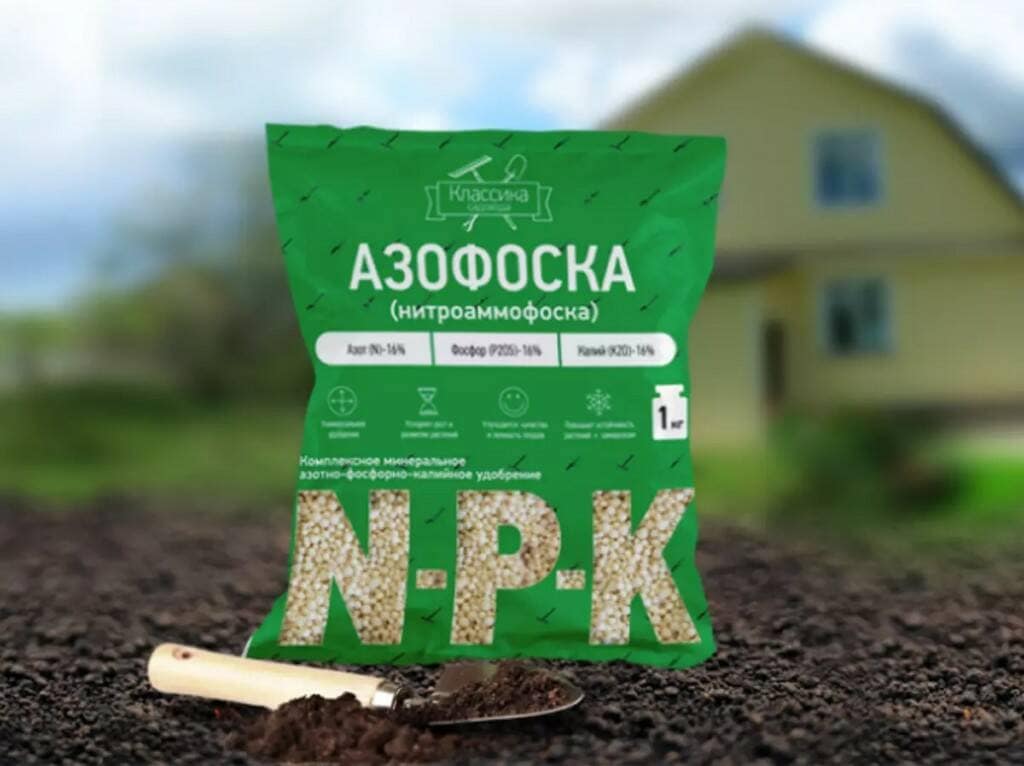 Пампасная трава или кортадерия: что это такое, как выращивать и использовать в ландшафтном дизайне