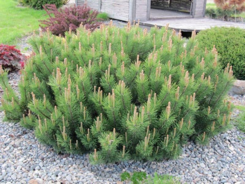 abies_koreana01