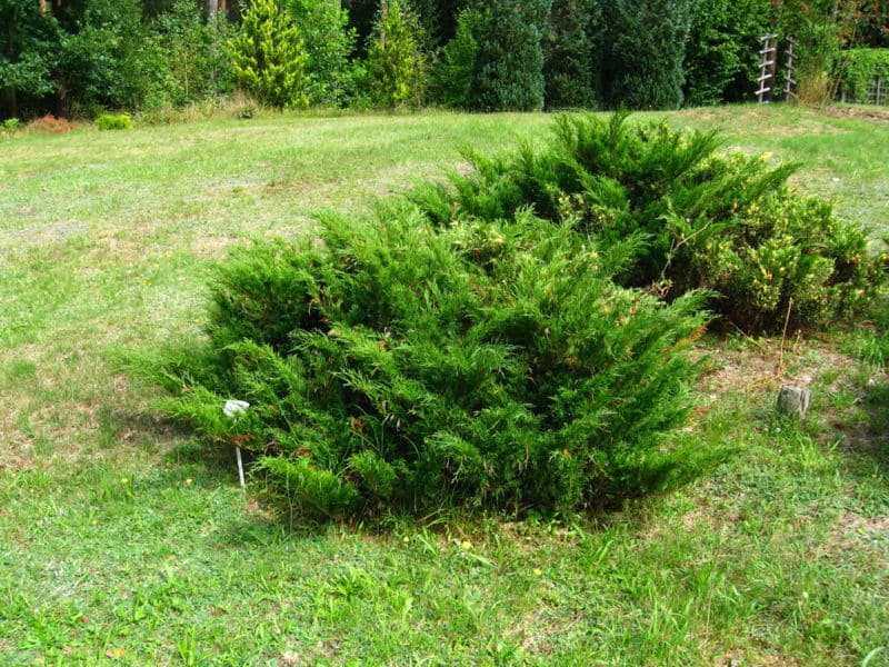 juniperus-sabina1