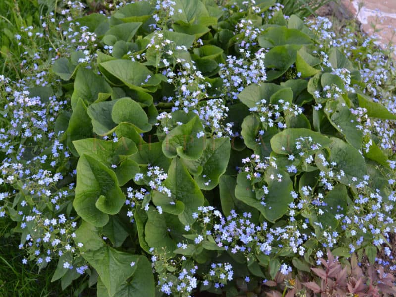 nature______flowers__brunner__siberian__perennial__066337__1
