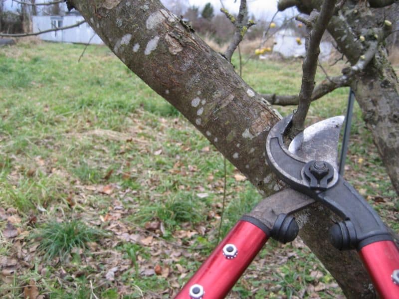pruningapples8