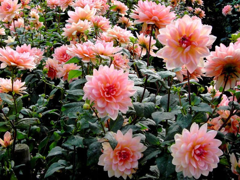 img-bb241