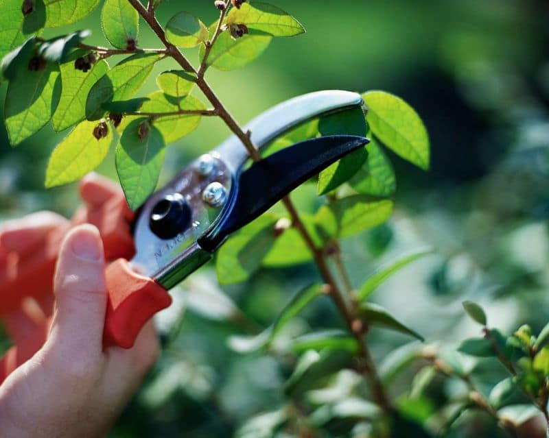 handpruner