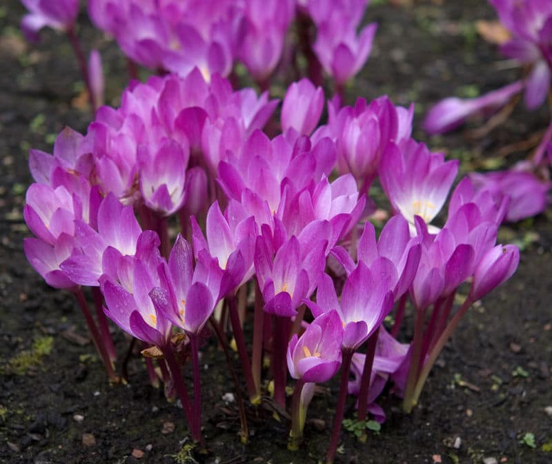 colchicum-speciosum001