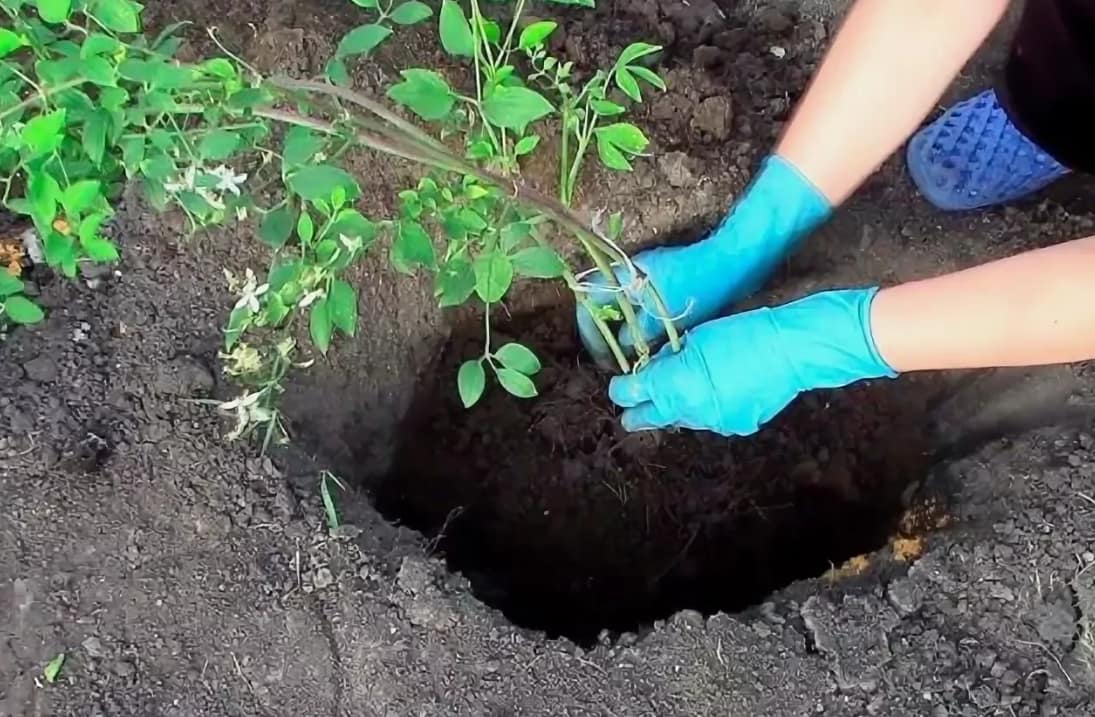 Как сажать и ухаживать за клематисами в открытом грунте