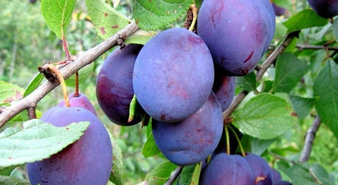 Лучшие сорта сливы для Подмосковья