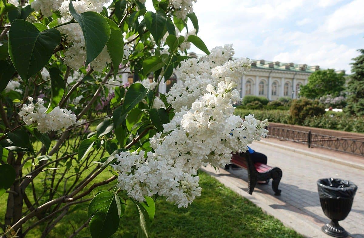 Сирень: лучшие сорта с названиями и фото