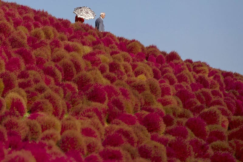Kochia