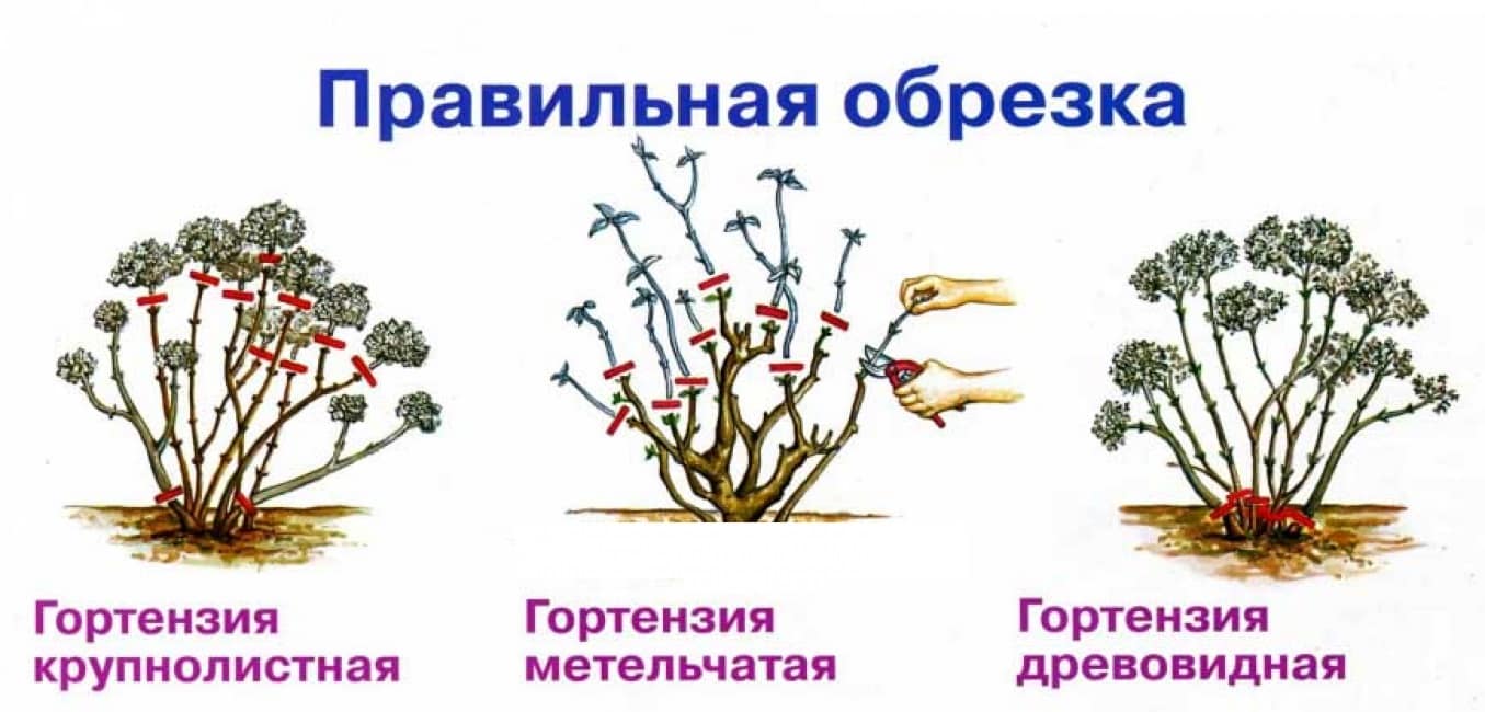 Низкорослые и морозоустойчивые сорта гортензии для приусадебного участка - фото с названиями