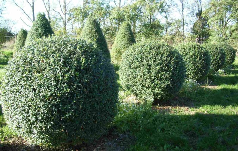 Ornamental shrubs for the garden and the garden