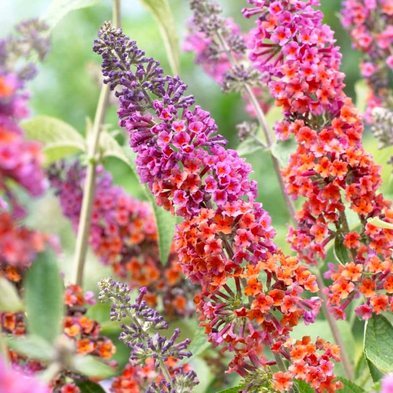 budjejas buddleia buddleha budleia buddleia buddila buddlejas buddleiya buddleya buddliea budleja budleya butterfly bushes bush herfstsering vlinderstruik vlinder struik struiken vlinderstruiken
