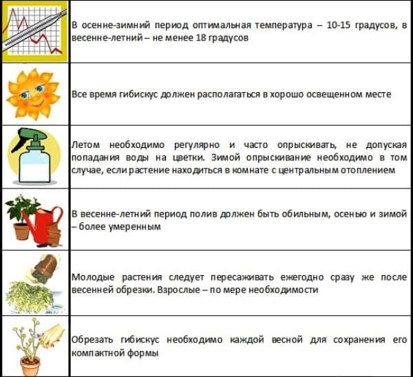 Гибискус кустовой: фото, посадка и особенности ухода