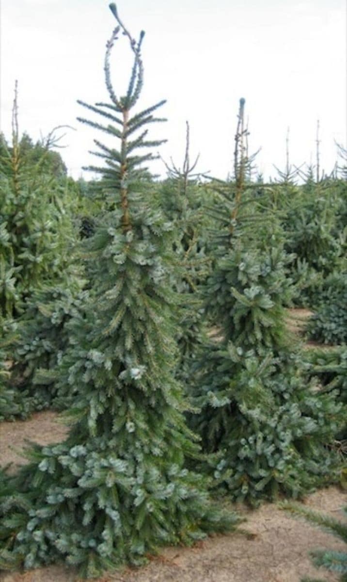 picea-omorika-pendula-bruns-744x1247