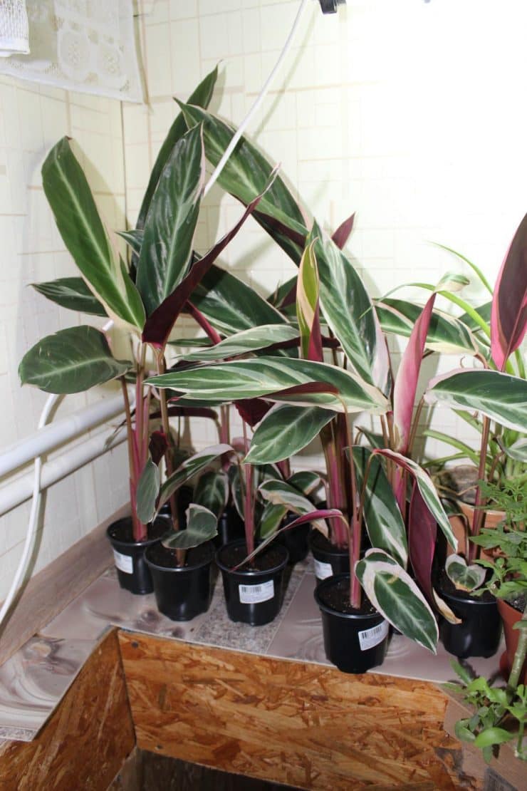 Строманта: как правильно вырастить? Идеальный подбор дневной порции воды и уровня влажности (65 фото-идей)