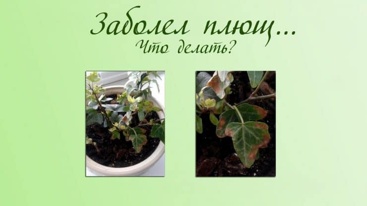 Плющ - самое популярное вьющееся растение для сада (80 фото)