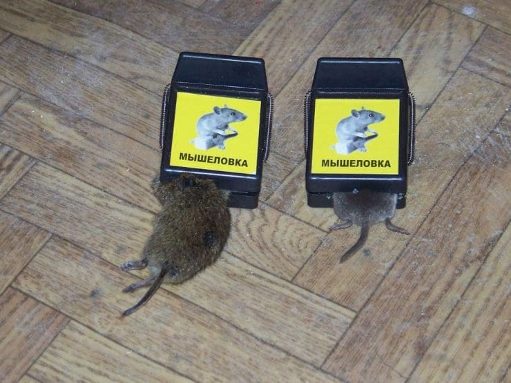 Ловушки для мышей: плюсы и минусы мышеловок. 72 фото ловушек, которые действительно работают
