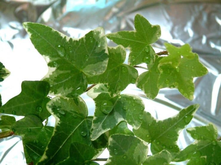 Плющ - самое популярное вьющееся растение для сада (80 фото)
