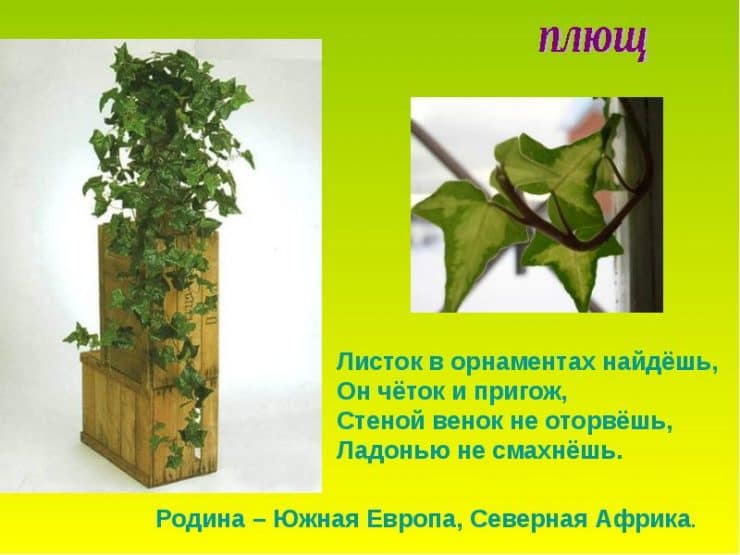 Плющ - самое популярное вьющееся растение для сада (80 фото)