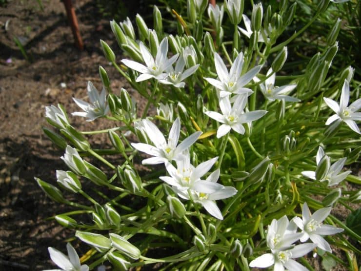 Птицемлечник: 56 фото разведения экзотических цветов у себя в саду и в доме