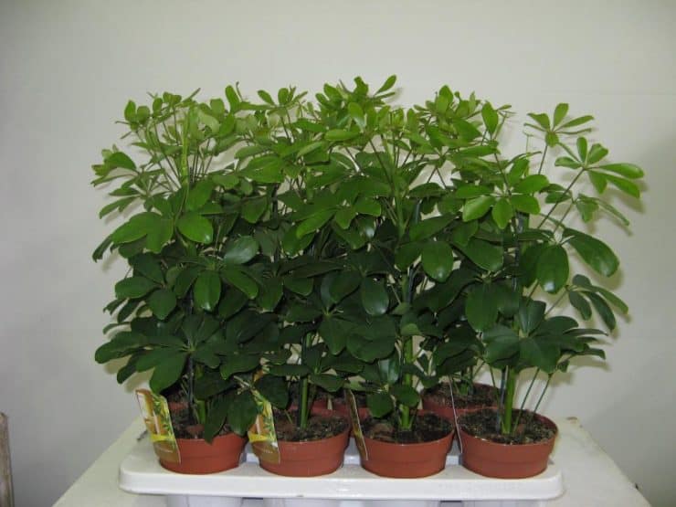Шефлера - 80 фото как ухаживать и правильно разводить многолетнее комнатное растение