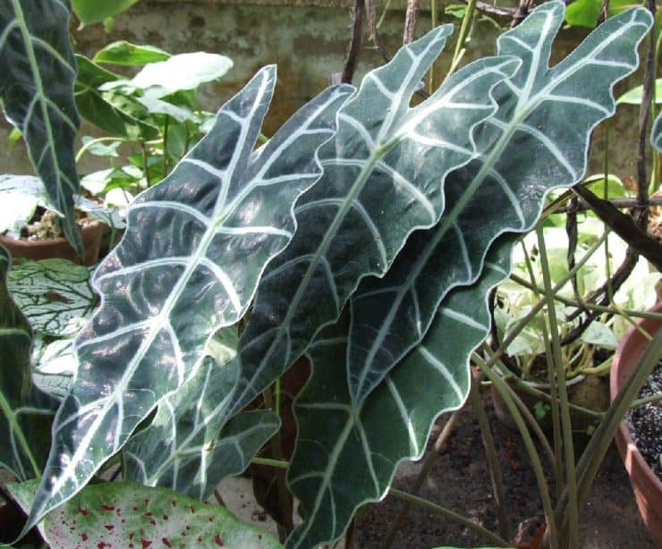Алоказия (51 фото) - как правильно выращивать и типичная среда обитания растения