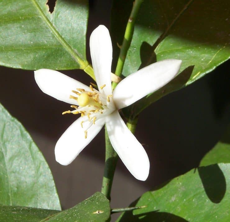 Лимон: 83 фото и правила зимнего ухода за лимонным деревом