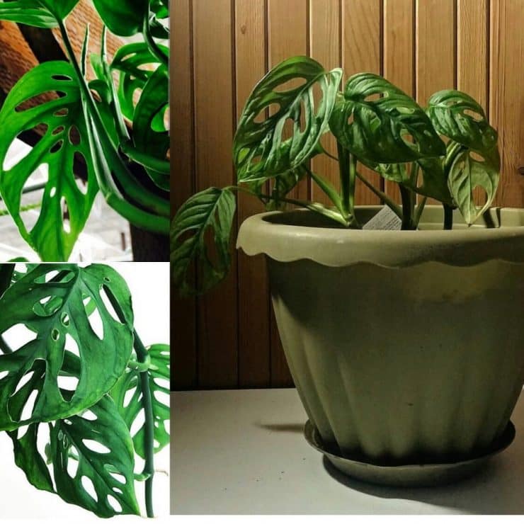 Монстера - как и когда пересаживать популярное комнатное растение (62 фото)