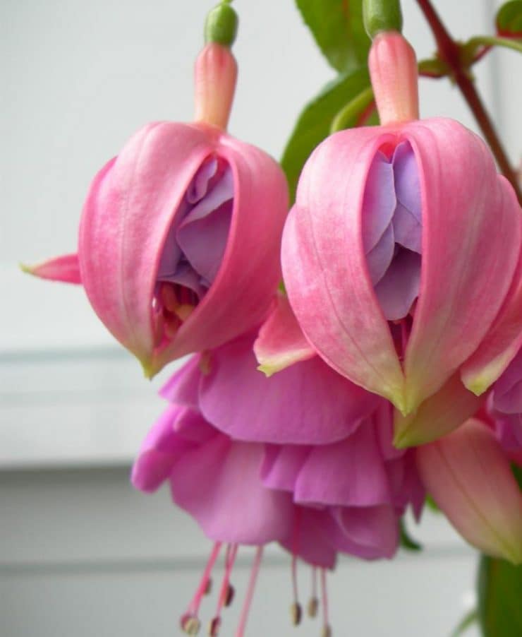 Фуксия: невероятный цветок и правила ухода за ним. 63 фото правил выращивания