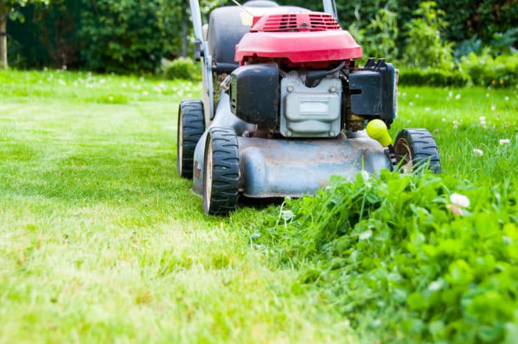 mowing the lawn in my garden