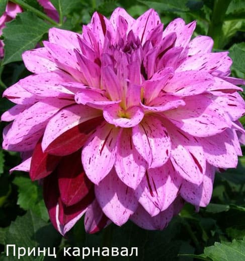 Лучшие сорта многолетних георгинов с фото и названиями