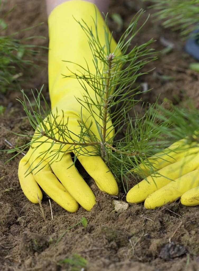 pine-tree-planting-min