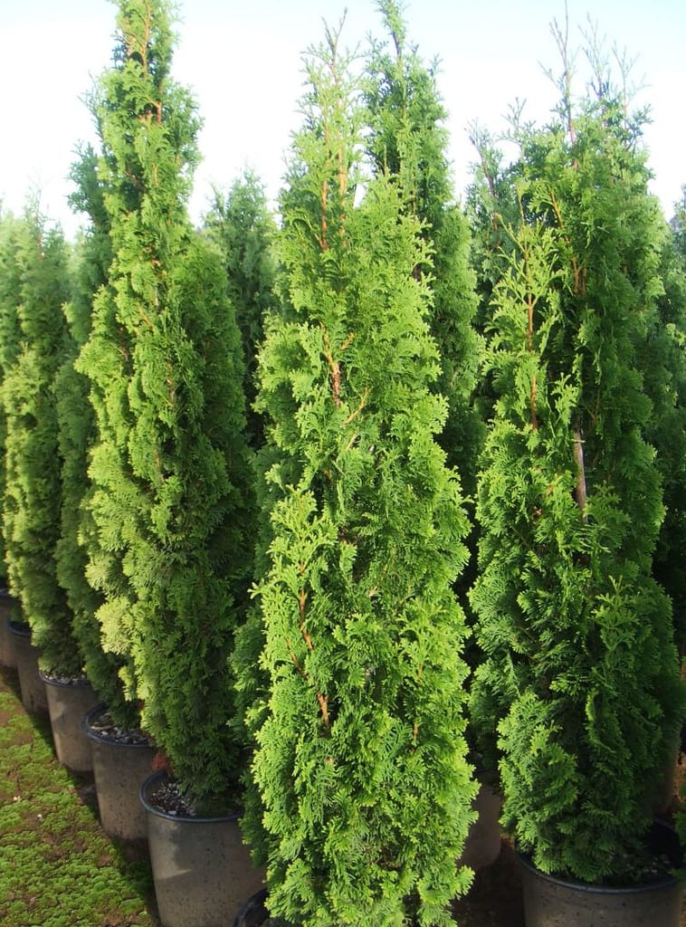 Thuja occidentalis 'Degroot's Spire'