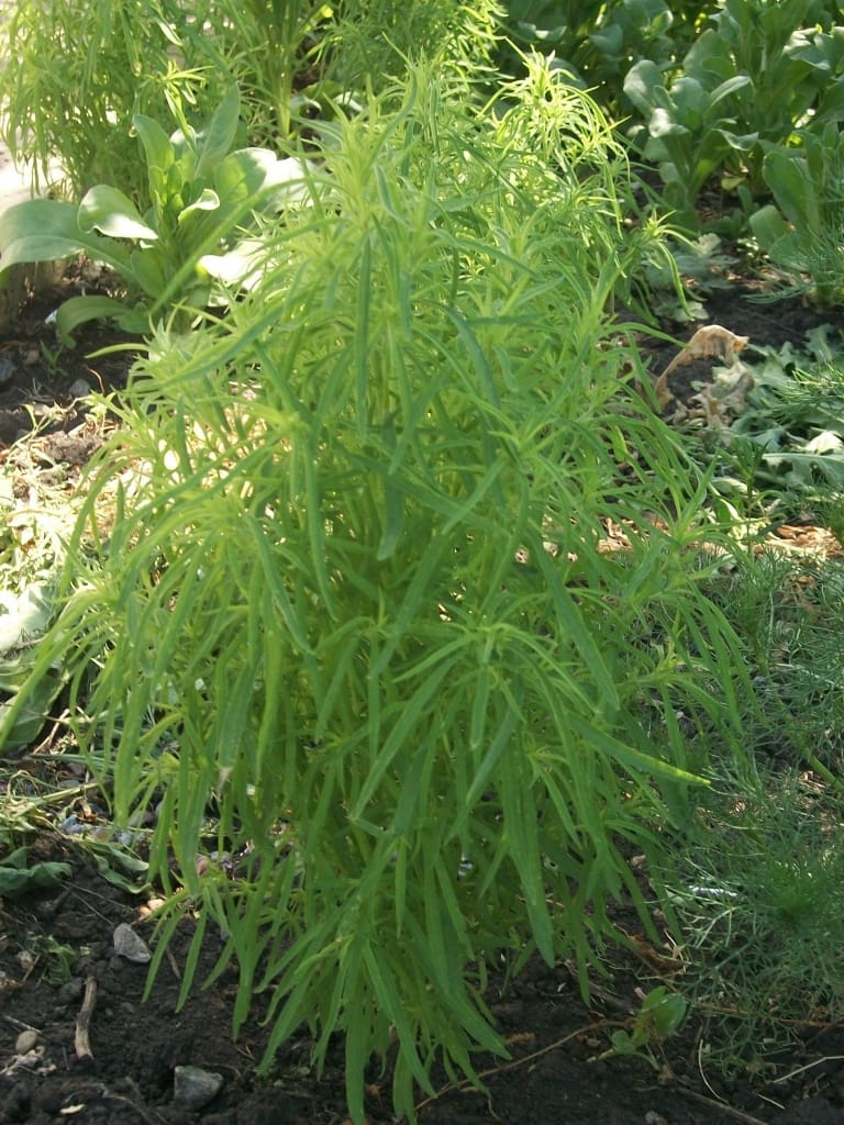 kochia