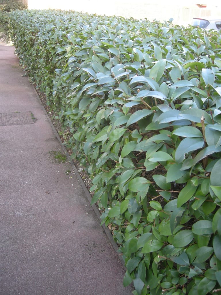 privet