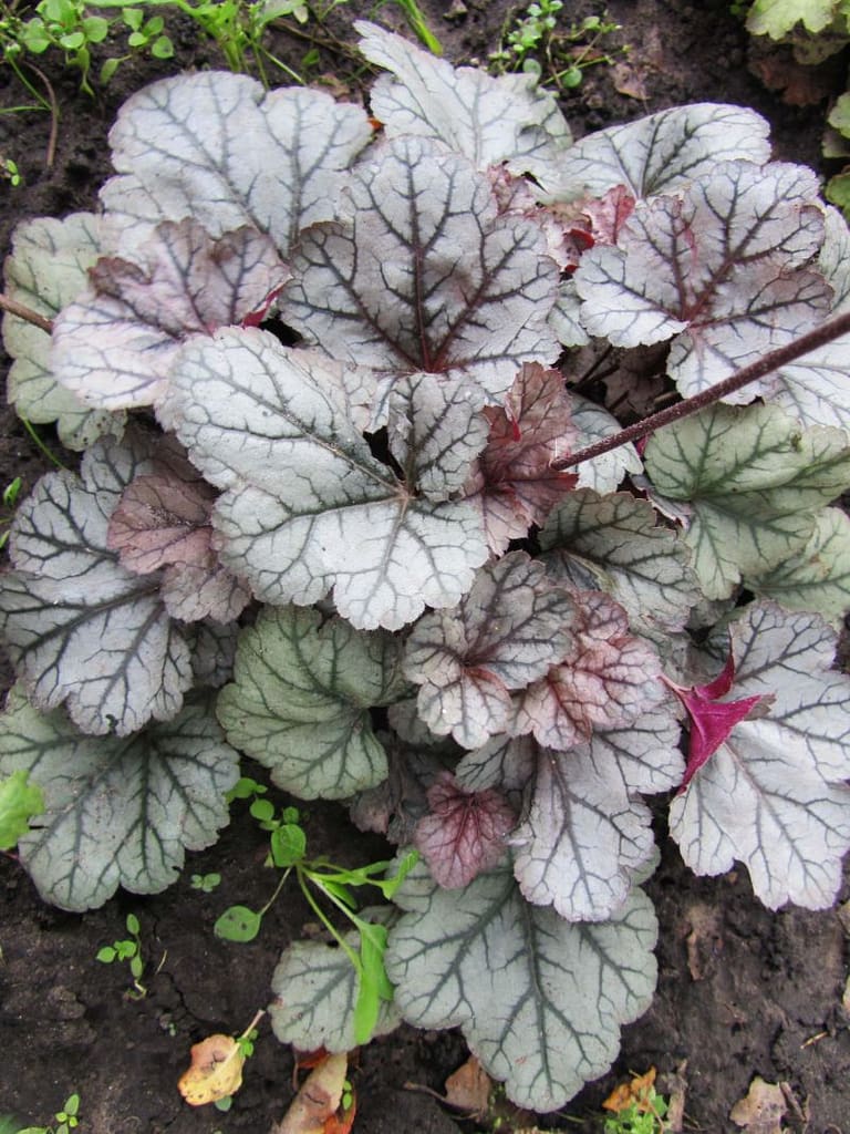375_svlver_blush