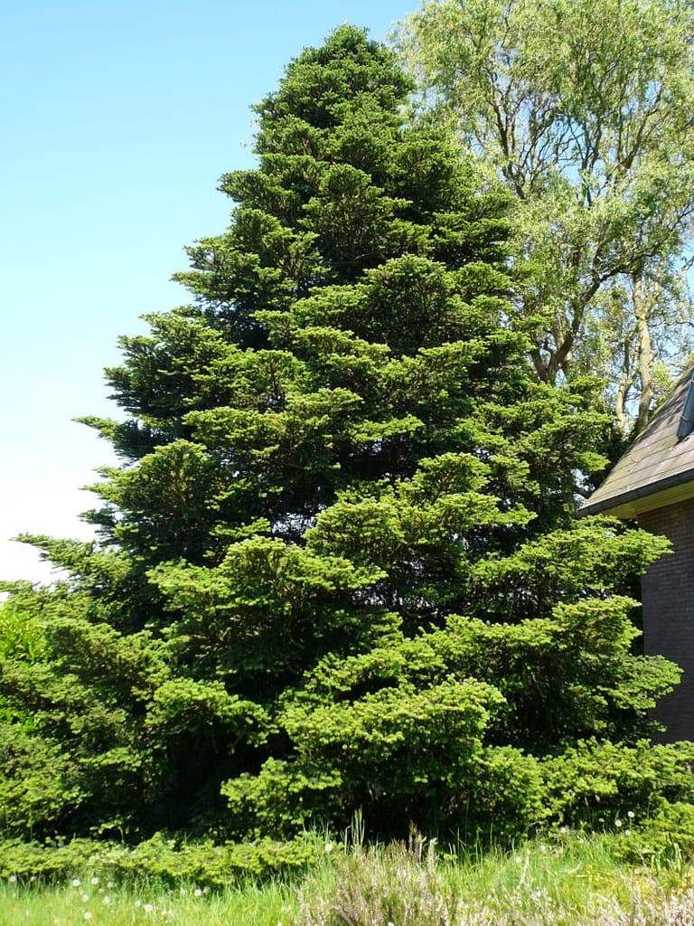 abies_koreana01