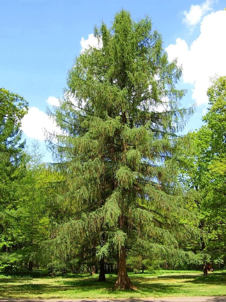listvennitsa-evropeyskaya-larix-decidua