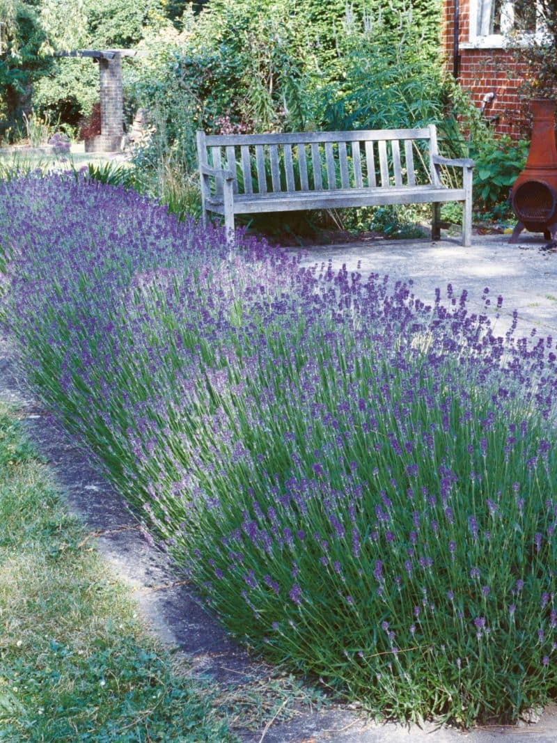 rx-dk-htg19802_lavender-hedge_s3x4-jpg-rend-hgtvcom-1280-1707
