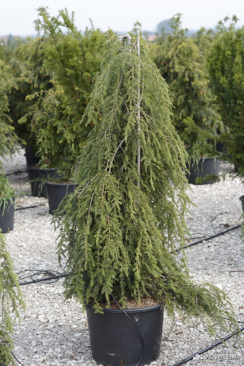 tsuga_kanadskaya_pendula
