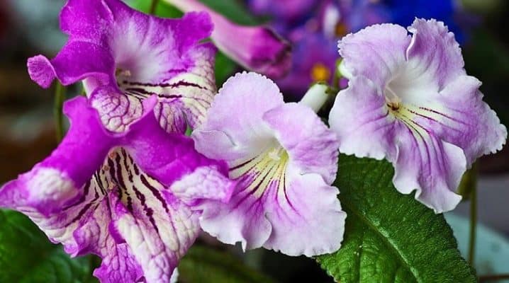 Неприхотливые и тенелюбивые комнатные растения и цветы